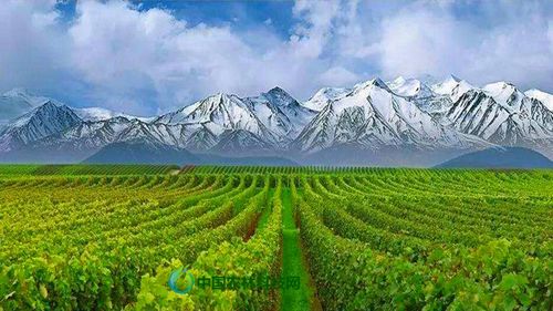 一县一品公益助农,新疆和硕农特产品葡萄酒